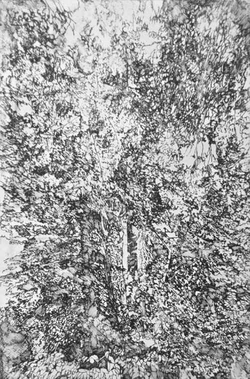 Forest Series No. 10 Etching