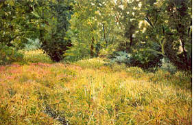 High Summer Meadow